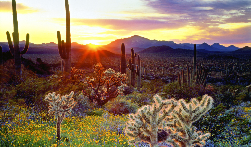 Закат и кактусы