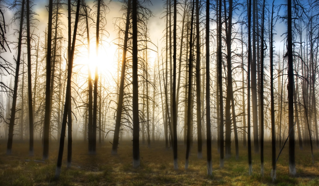 Деревья на закате