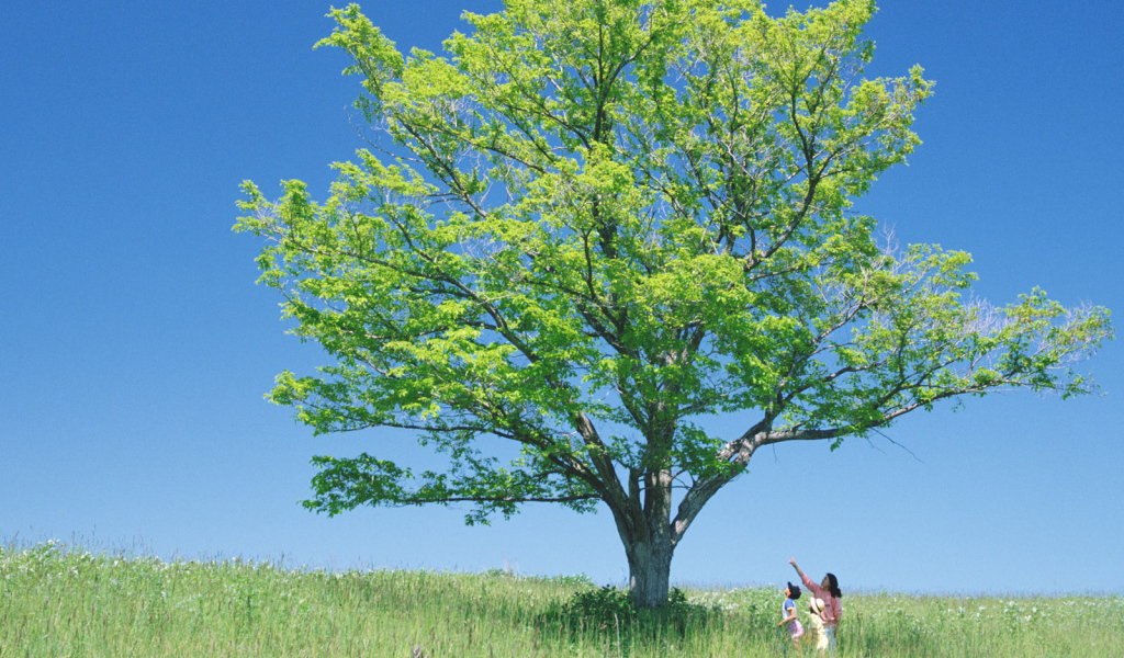 В тени высокого дерева