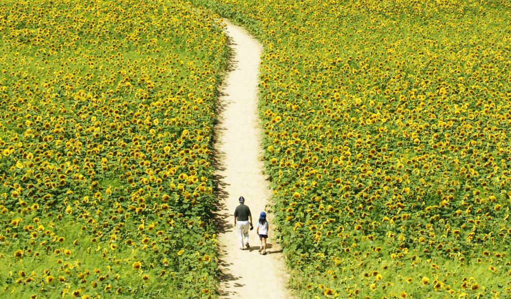 Прогулка через поле подсолнечников