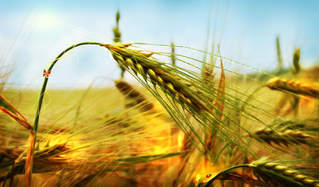 Пшеница