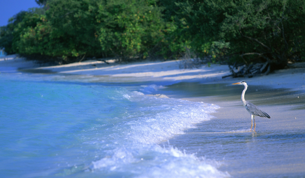 Курорт Мальдивы