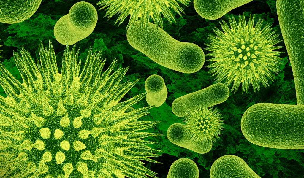 Одноклеточные