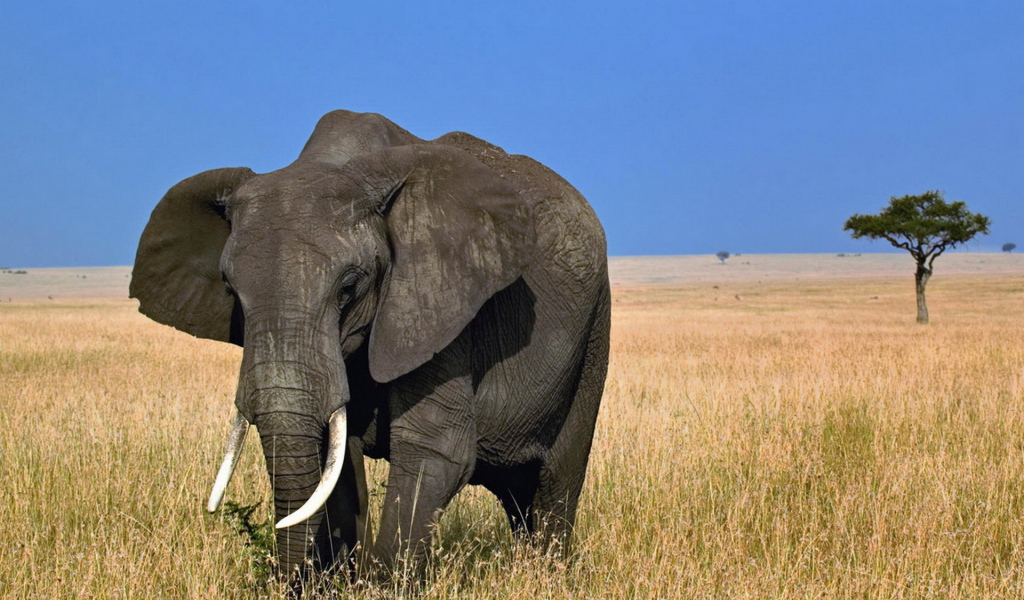 African elephant in Noding