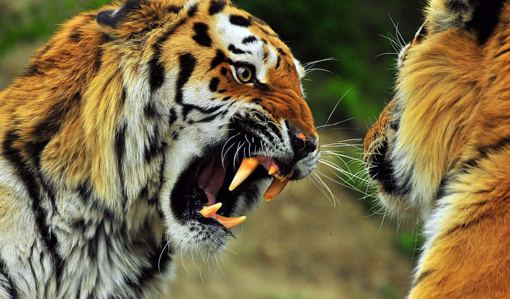 Звериная схватка