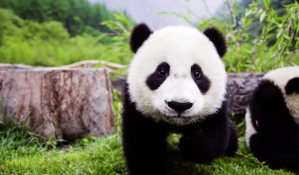 Детеныш панды