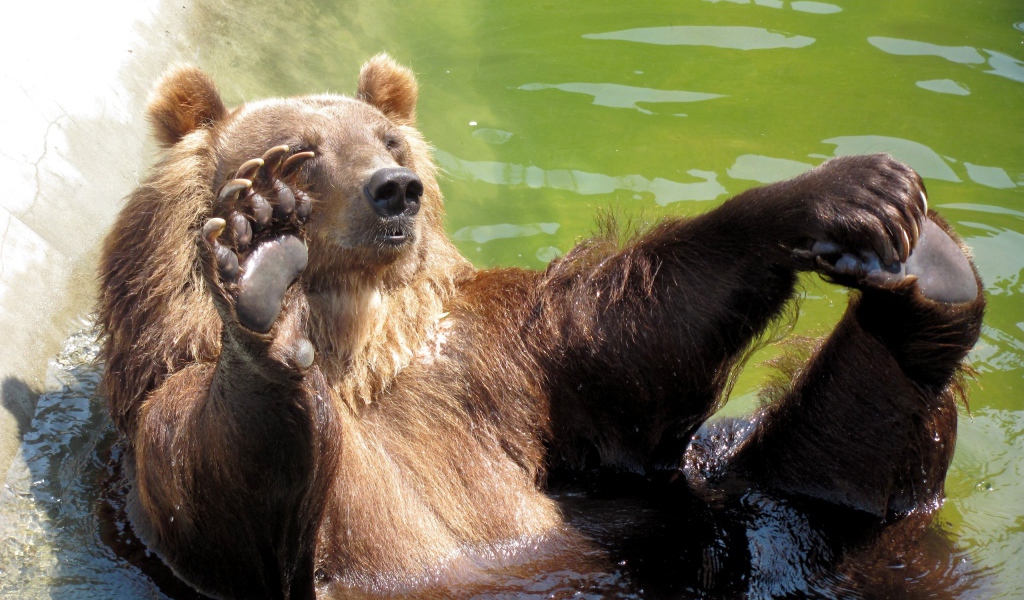 Купающийся медведь