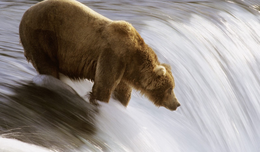 Медведь на реке