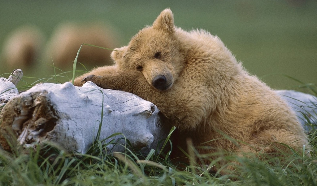 Медведь с бревном