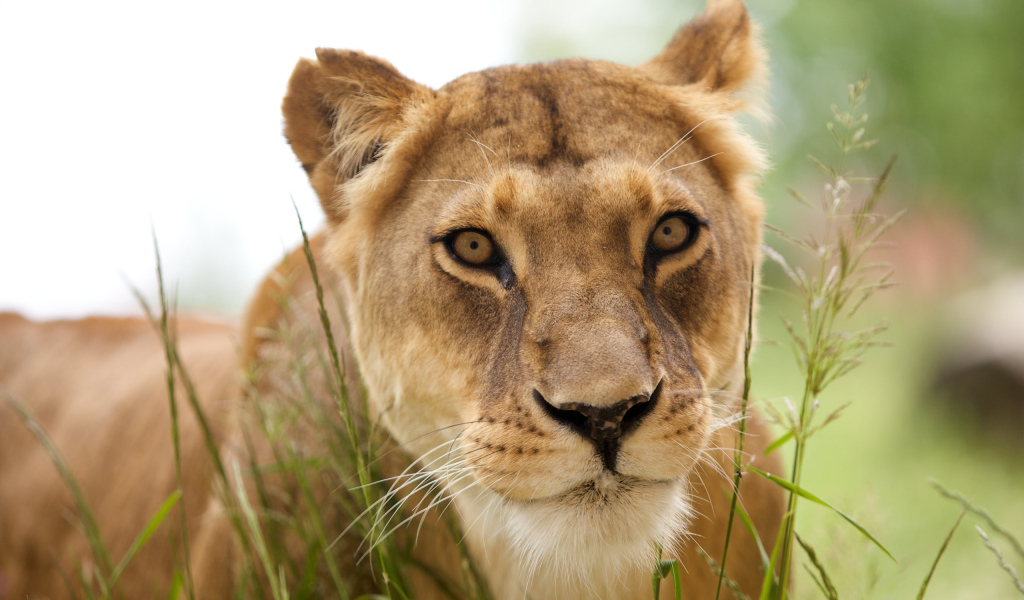 Красивая львица