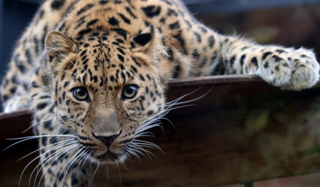 Большая пятнистая кошка