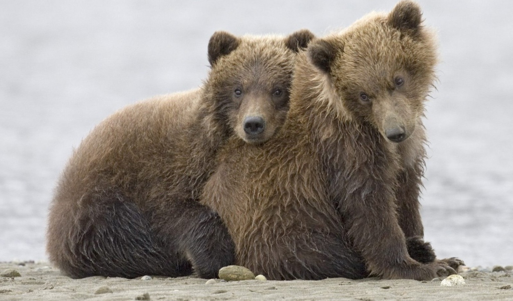 Братья медведи