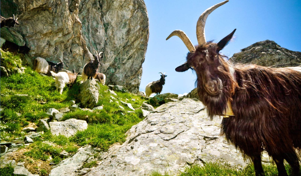 Горные козлы Капра