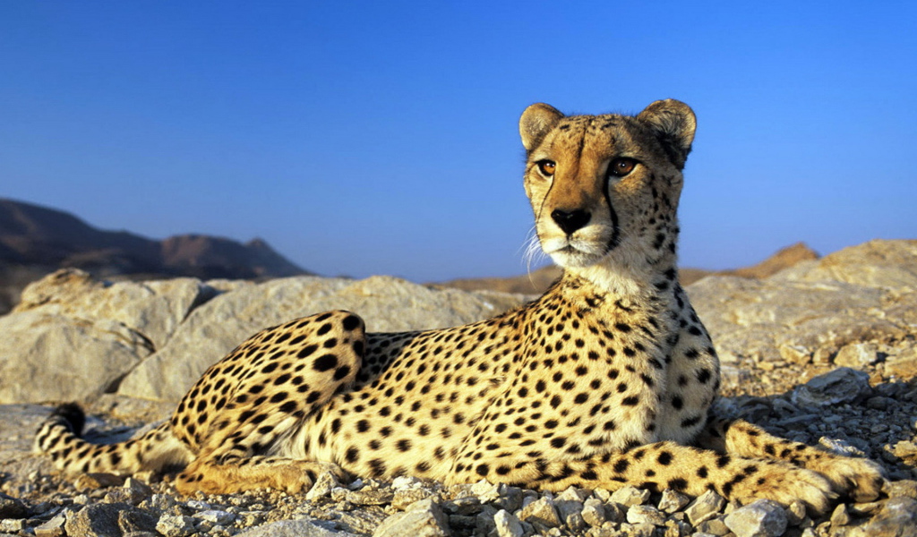 Гепард на камнях