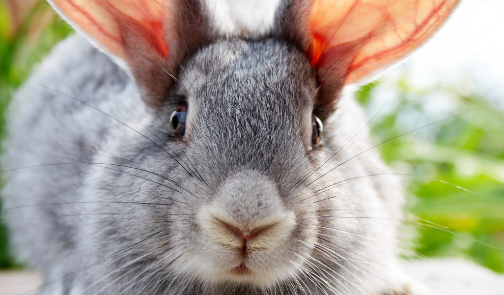 Ушастый друг