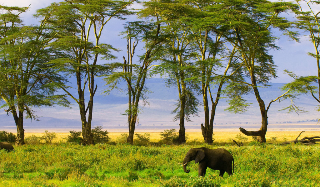 Слон в саванне