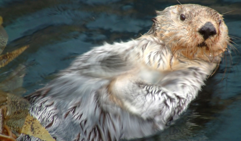 Плывущий бобер