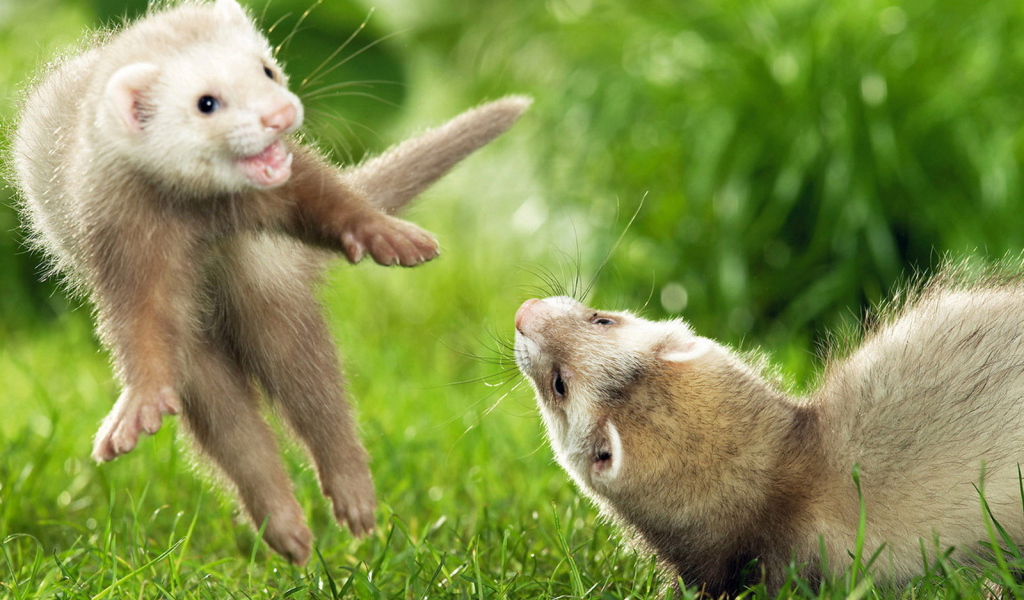 Игры хорьков