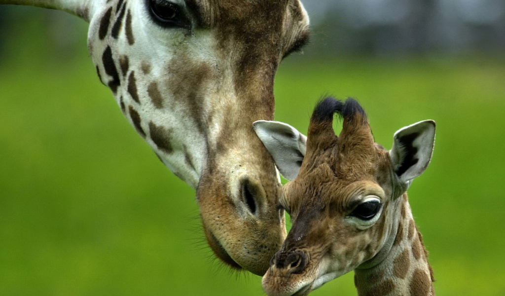 Жираф и ее малыш