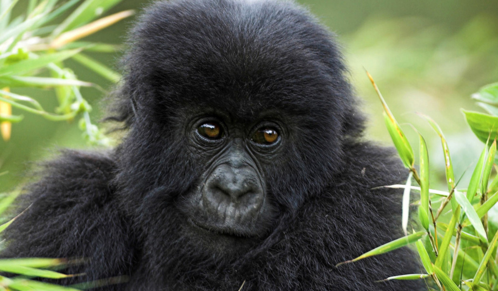 Горилла в траве