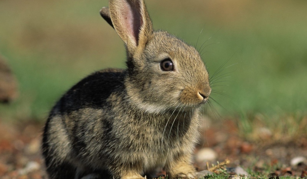 Заяц среди зелени