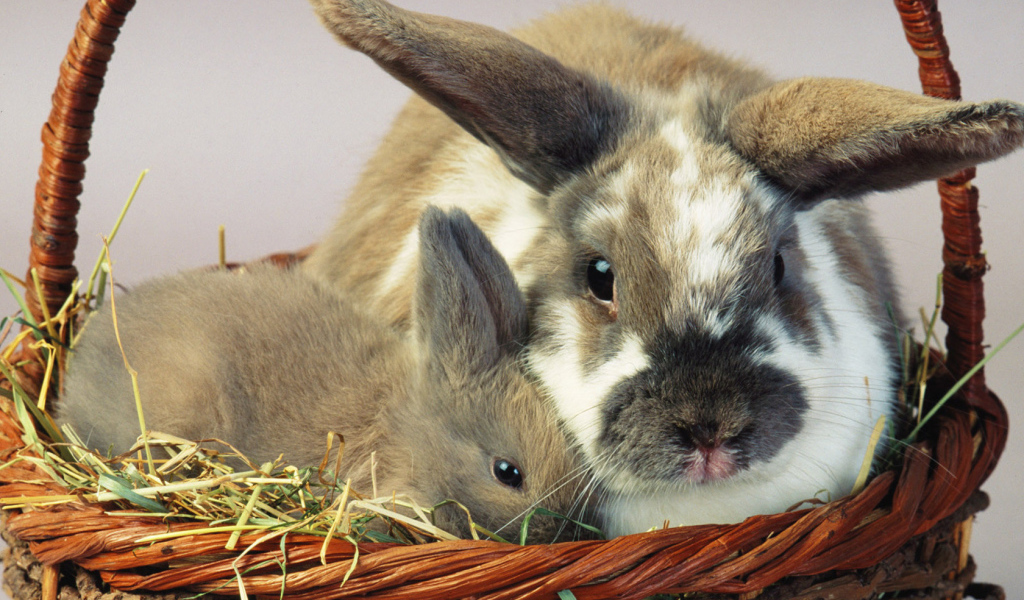 Зайцы в корзине