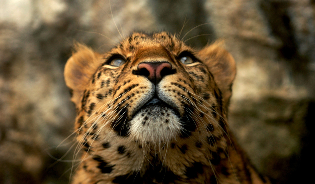 Голова леопарда