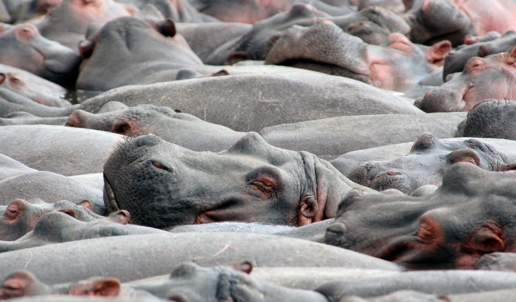 Бегемоты на купании