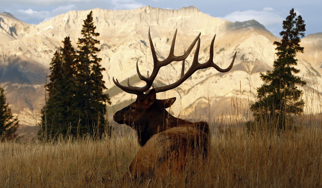 Рогатый олень