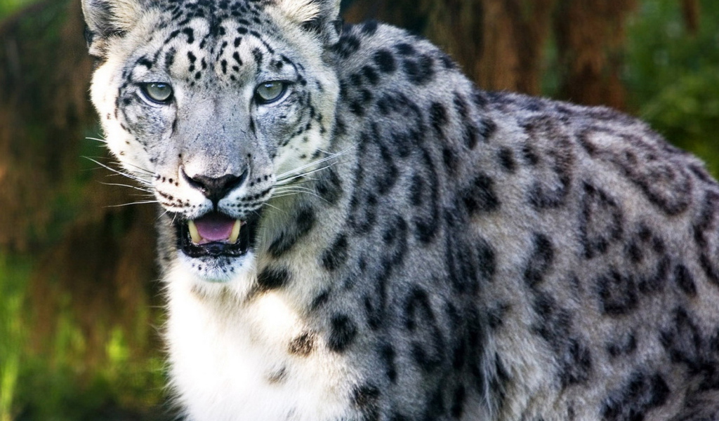 Ирбис в лесной чаще