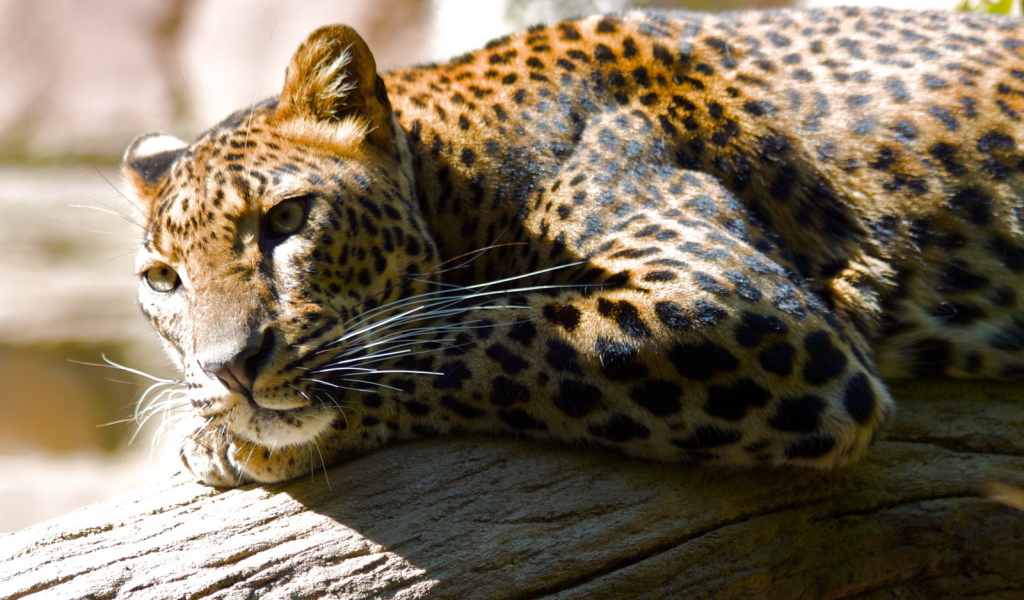 Леопард лежа на дереве