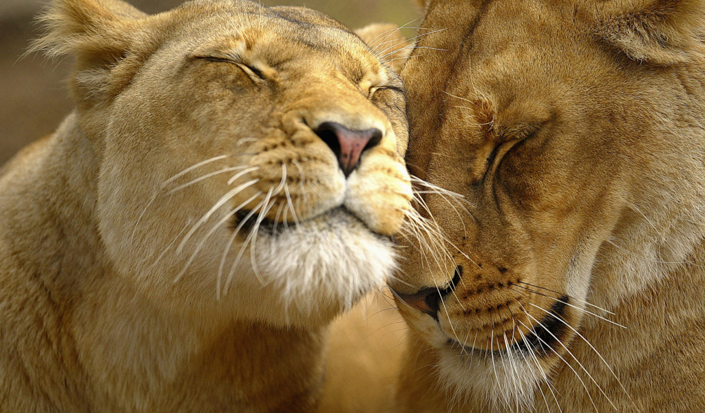 Львиная нежность