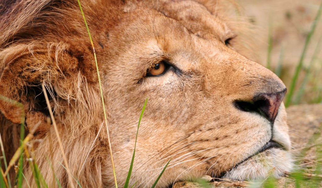 Львиная голова