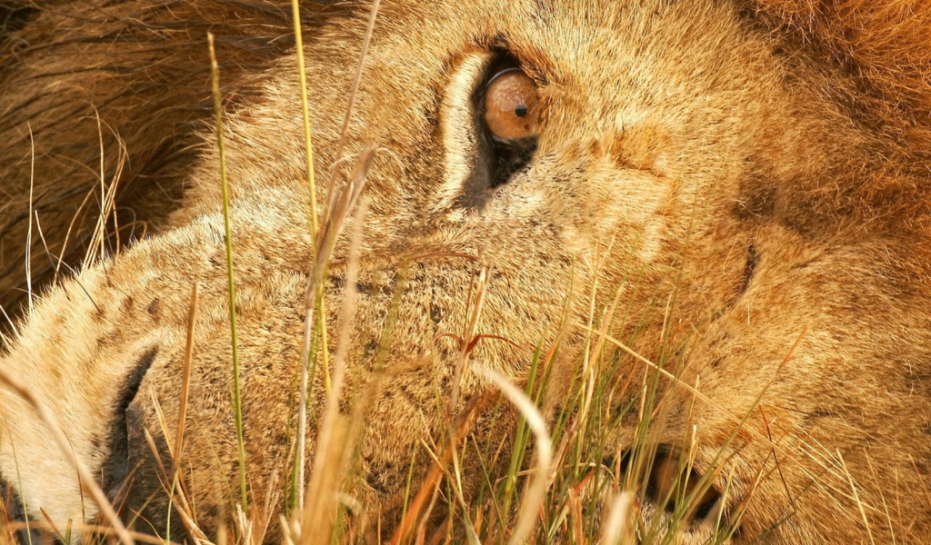 Лева в траве