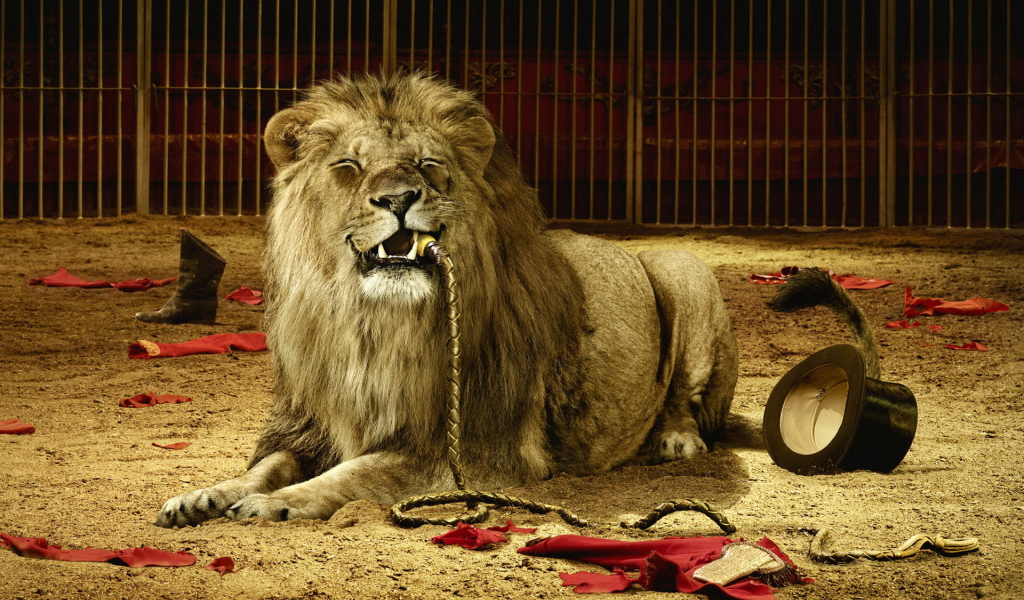 Лев в цирке