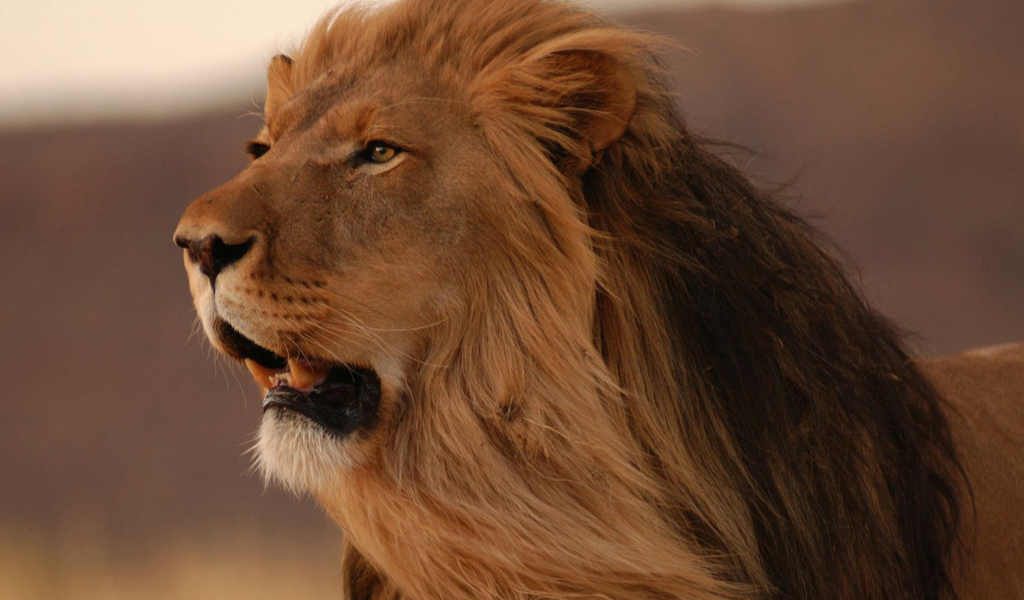 смотрящий в даль Лев