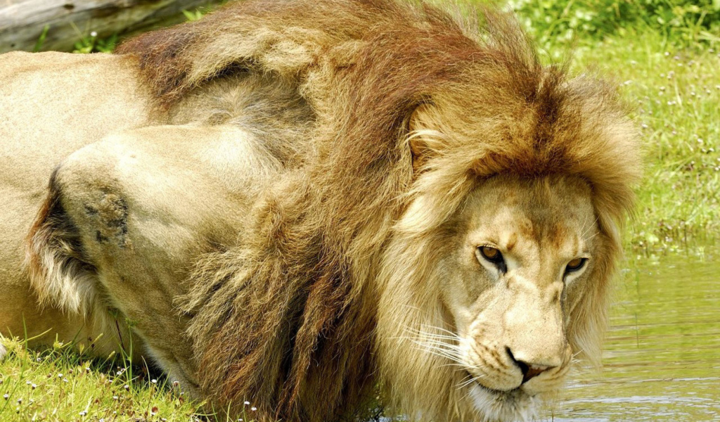 Лев на водопое