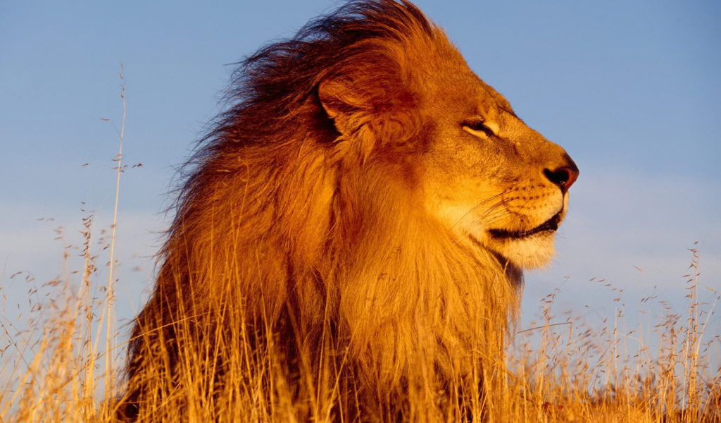 Лев на охоте