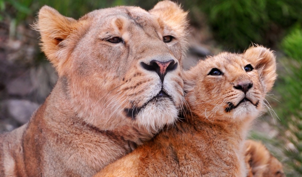 Львиное семейство