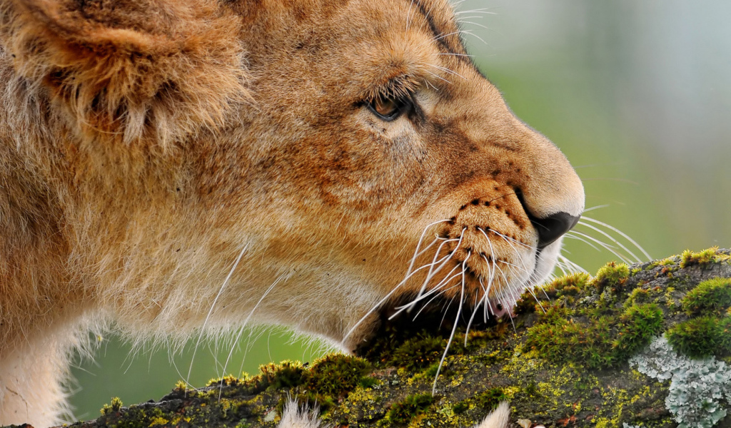 Lioness gnawing a branch