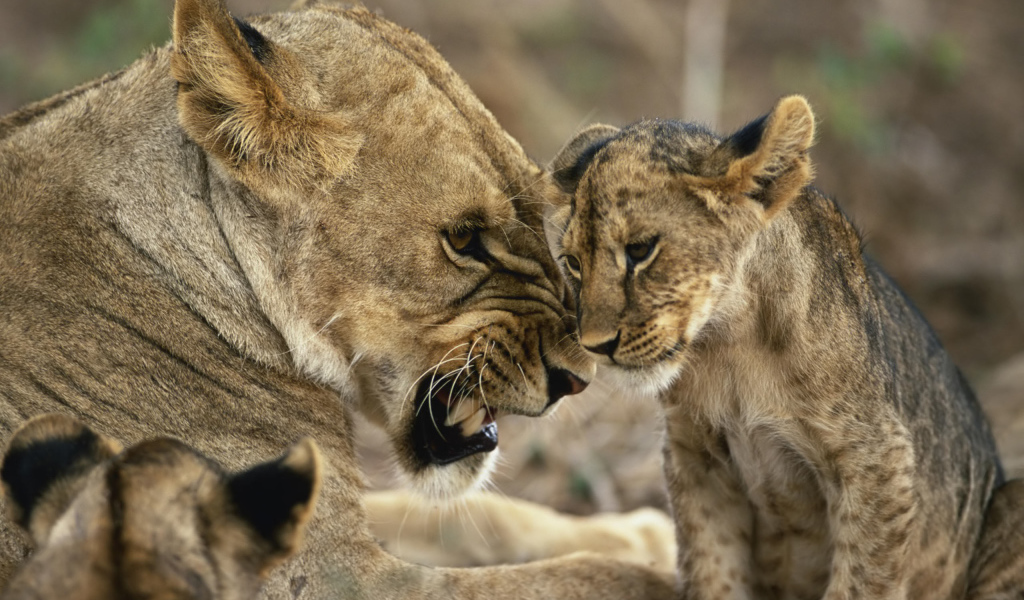Львица со львятами