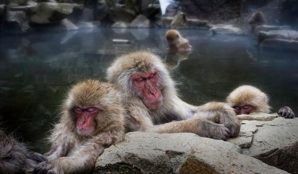 Макаки в горячем источнике