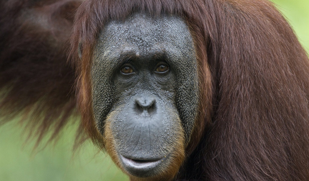 Обезьяна в неволе