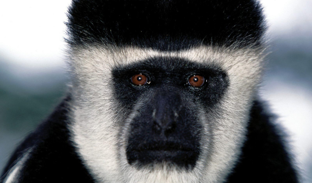 Обезьянья мордашка