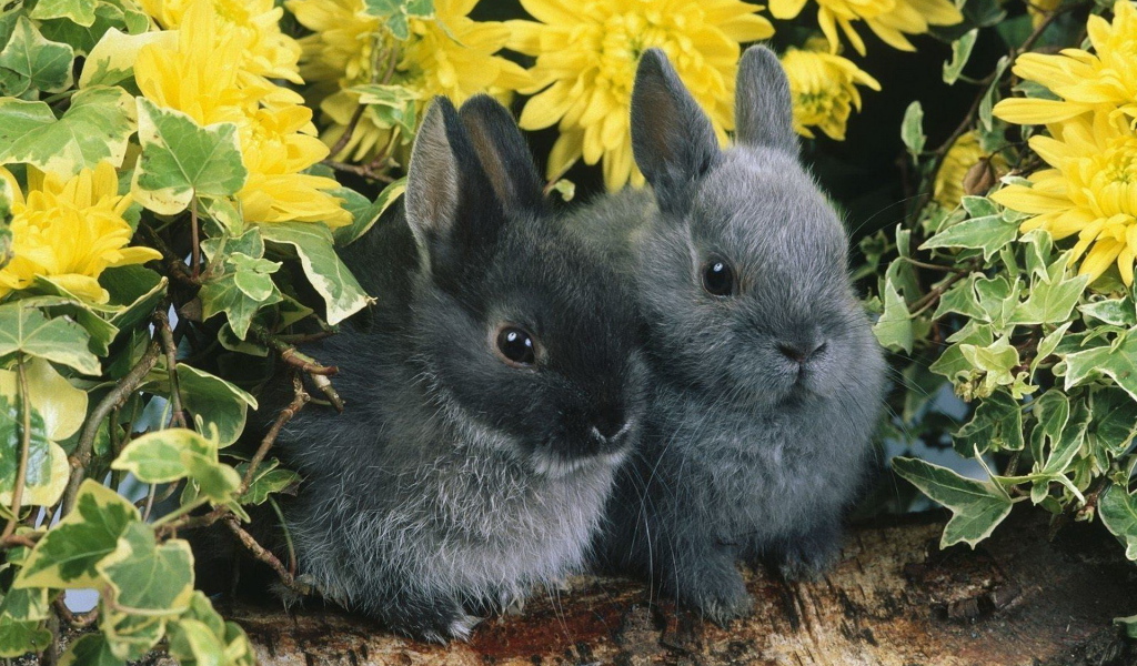 Парочка кроликов