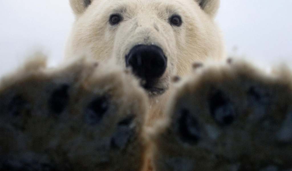 Лапы белого медведя