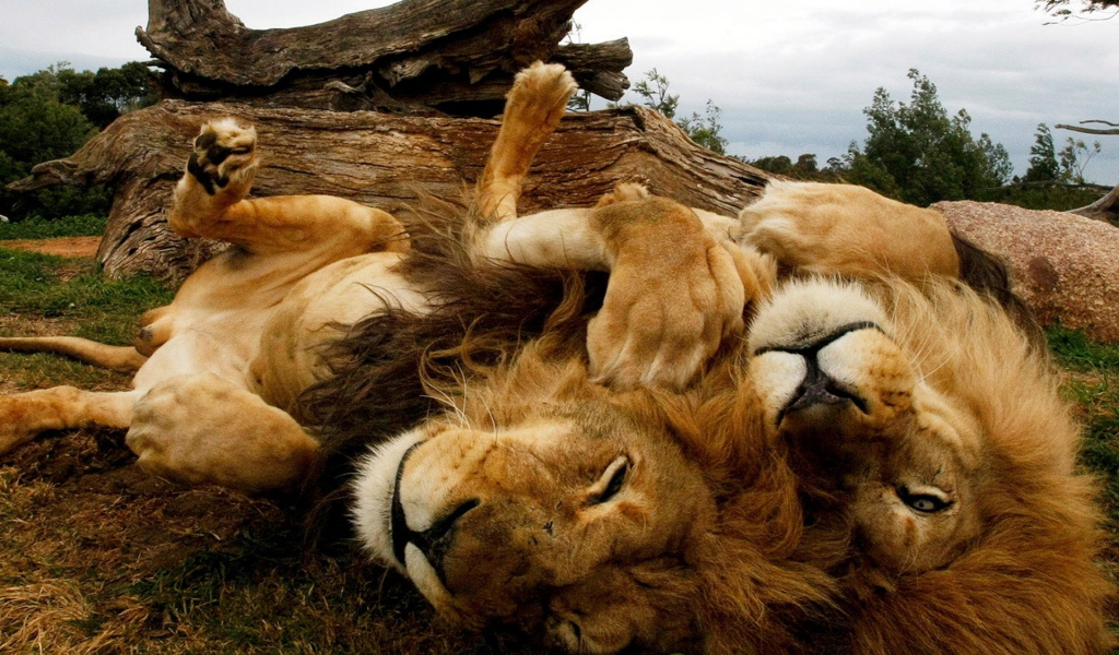 Играющиеся львы