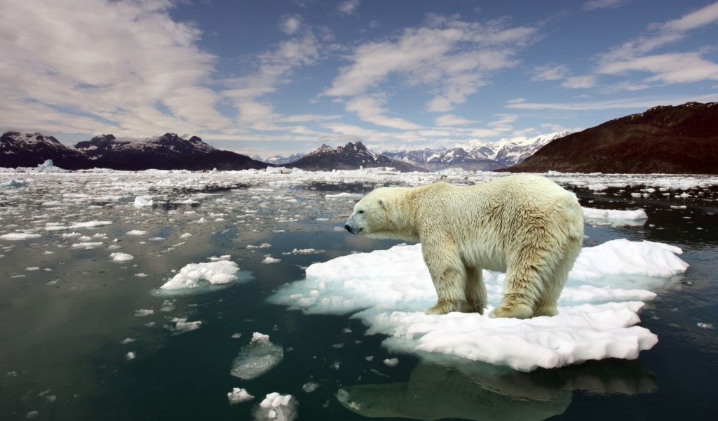 Белый медведь на льдине