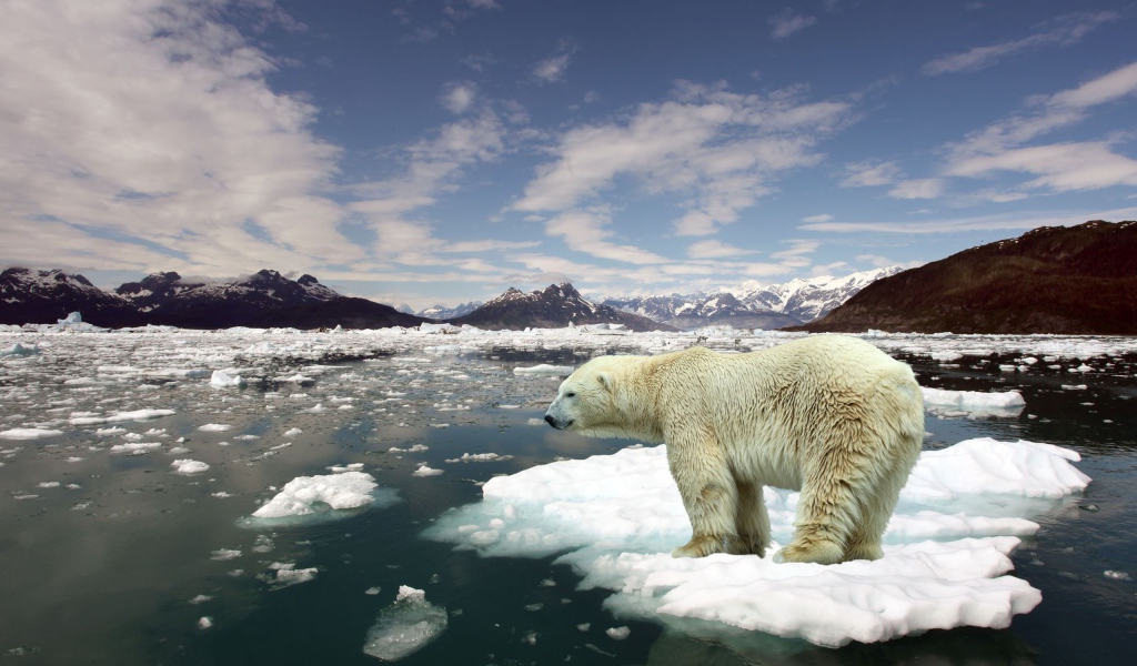Белый медведь на льдине
