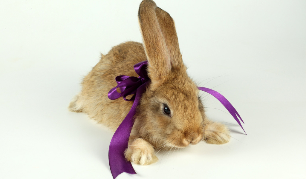 Кролик с бантиком